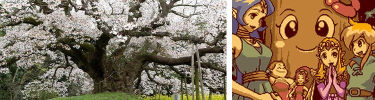 Cerisier géant du Japon et arbre Bojo